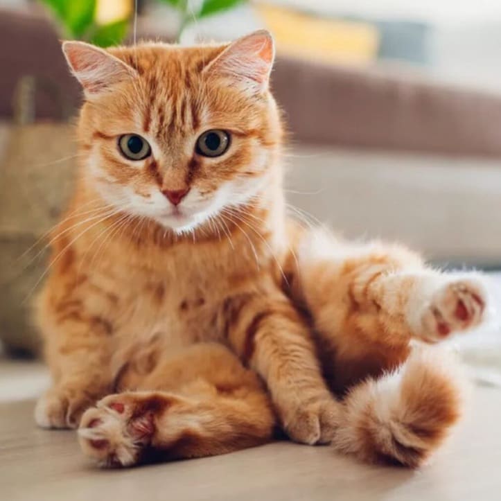 Etiquetas Pets mascotas