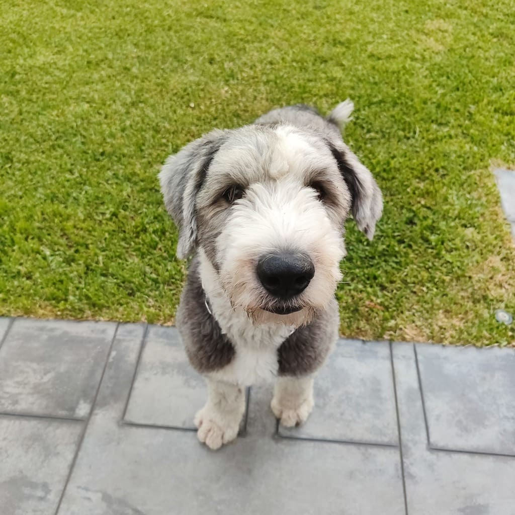Etiquetas Pets mascotas