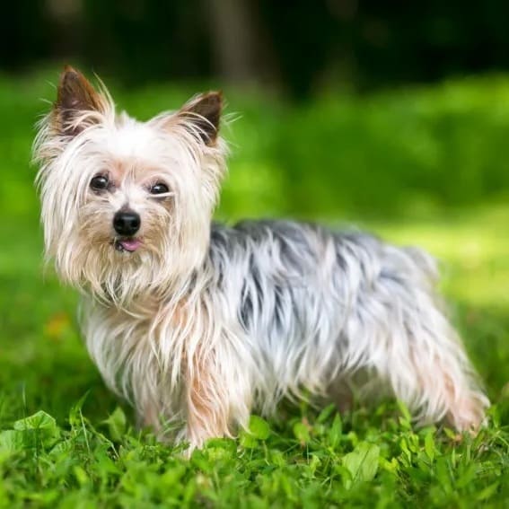 Etiquetas Pets mascotas