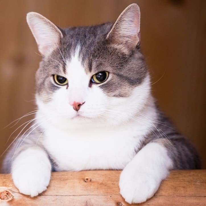 Etiquetas Pets mascotas