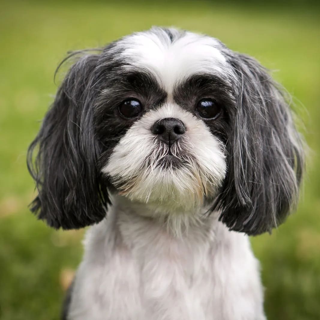 Etiquetas Pets mascotas
