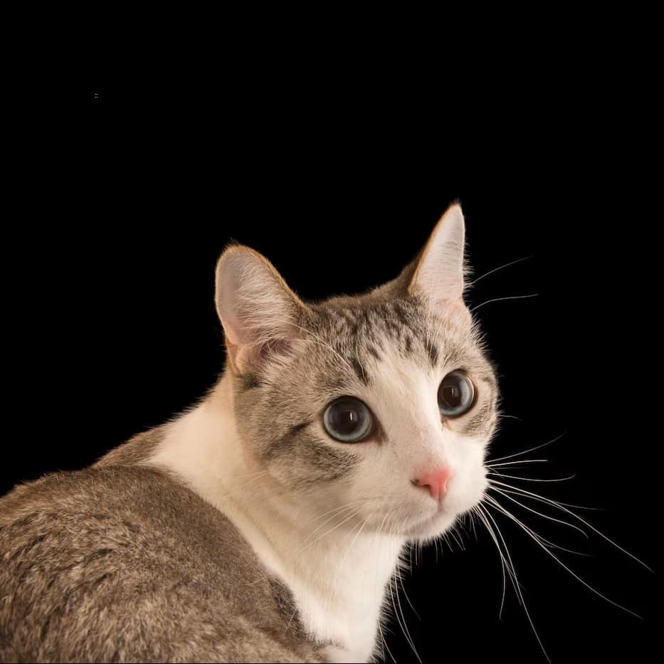 Etiquetas Pets mascotas