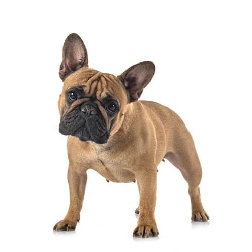 Etiquetas Pets mascotas