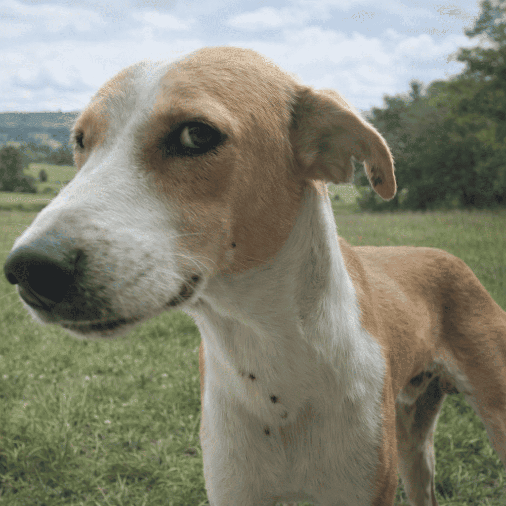 Etiquetas Pets mascotas